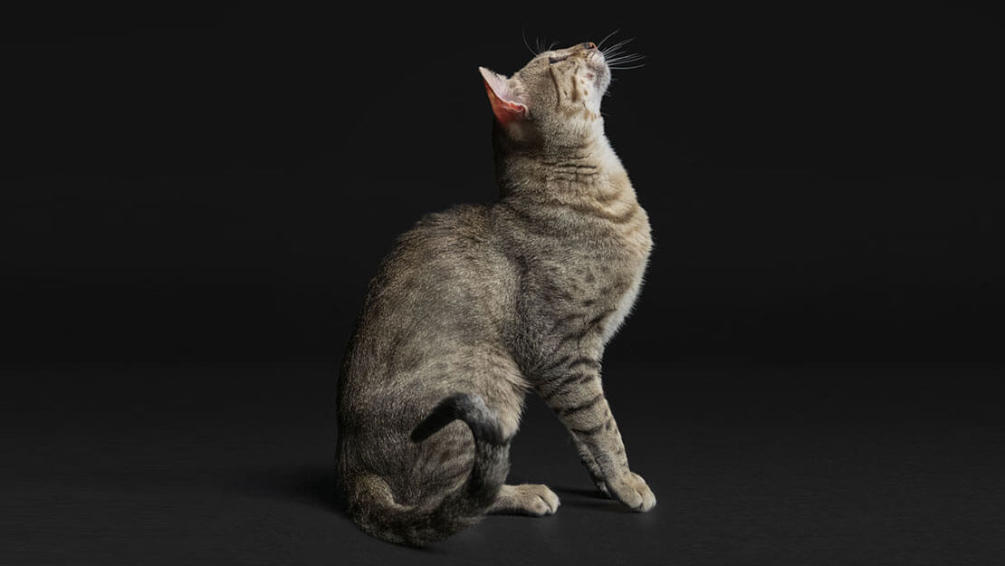 Pro Plan Cat Food Outstanding Nutrition Purina